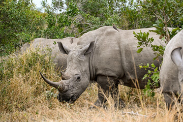 Obraz premium Rhino in the wild 