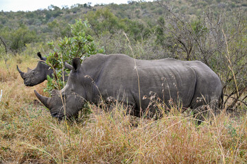 Fototapeta premium Rhino in the wild 