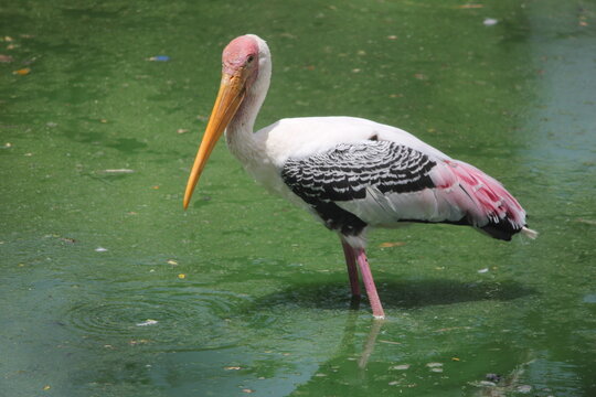 pelican in the water