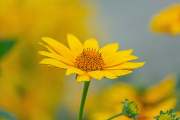 Pretty yellow big chamomile flower on green leg, shot in close-up