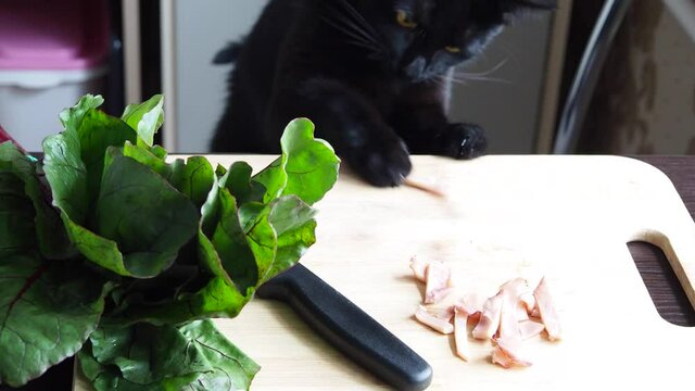 Domestick black cat trying to steal, catch, food on the kitchen table. Hungry cat toching by paw food. Video 4k resolution. 
