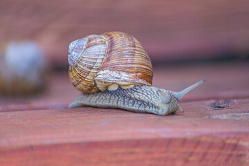 A large snail with protruding eyes is crawling on a wooden board, shot close-up