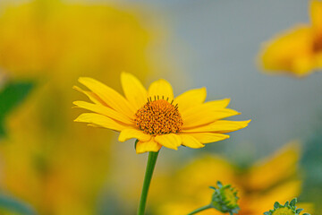 Pretty yellow big chamomile flower on green leg, shot in close-up