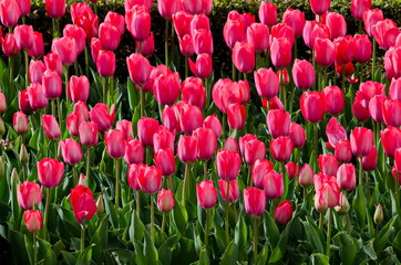 View of beautiful field with blooming pink tulips, Sofia, Bulgaria  