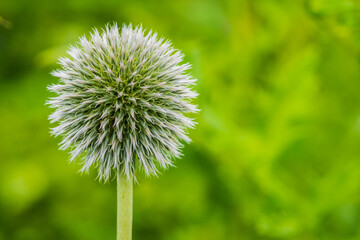globe thistle bloom

