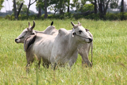 cows in the meadow