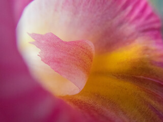selective focus macro pink white yellow flower texture macro for background design or add romantic text