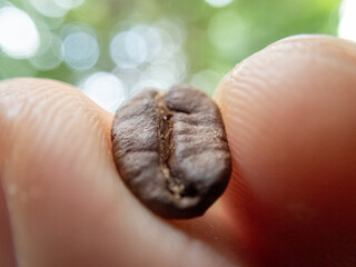 selective focus brown coffee beans macro in the hand's Photo close up of roasted coffee beans and fingers