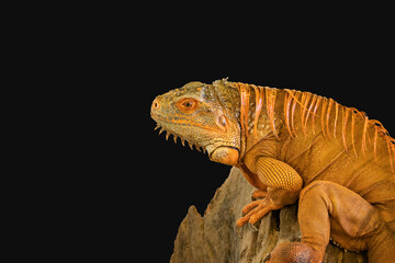 Sleeping dragon - Close-up portrait of a resting orange colored male Green iguana (Iguana iguana)...