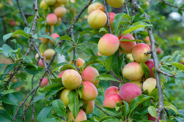 A branch of delicious yellow-red plums