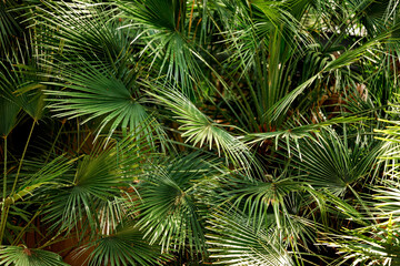 Green palm leafs background. Nature background.