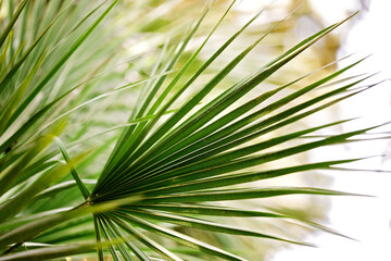 Obraz na płótnie Canvas Green palm leafs background. Nature background.