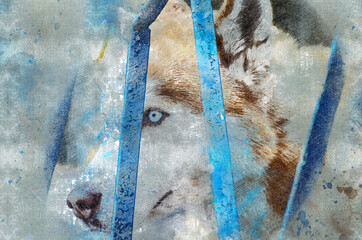 Digital watercolor painting of the Husky dog. Portrait of a brown pet with blue eyes. The adult pet pokes his head through the blue metal bars of the fence. Contemporary art. Abstract wallpaper.