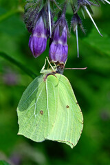 Zitronenfalter auf Beinwell // Common brimstone on comfrey (Gonepteryx rhamni)