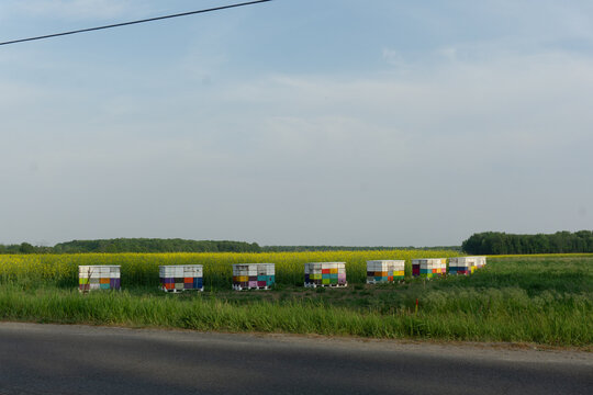 bee hives in a green field beee box