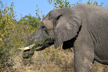Elephants in the wild