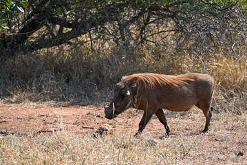 Warthog in the wild