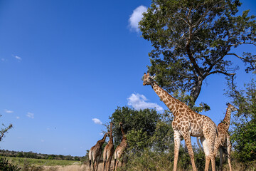 Giraffe in the wild