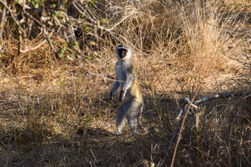 Monkey in the bushveld 