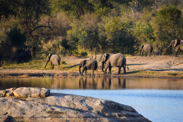 Elephants in the wild