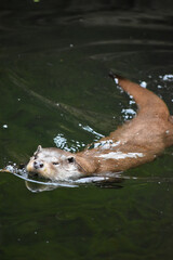 Fototapeta premium Zoo Salzburg