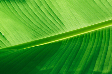 Banana palm tree leaves. Rainforest leaves. Tropical nature background.