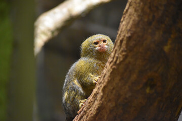 Obraz premium Zoo Salzburg