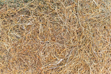 乾燥した干し草のテクスチャ	