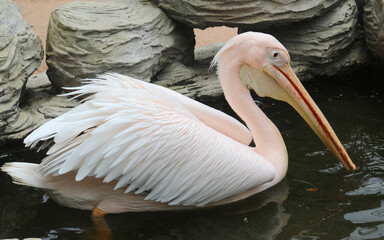 pelican in the Zoo