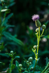 Budding thistle.