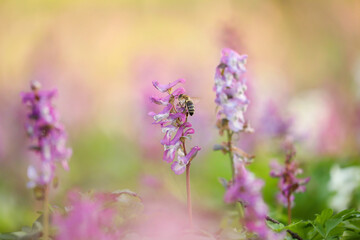Bee among flowers.
