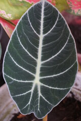 a leaf of the alocasia reginula plant