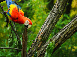 Famous popular parrot on tree