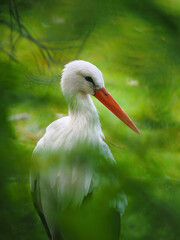 White stork in nature