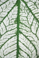 aglonema plant leaf texture and veins