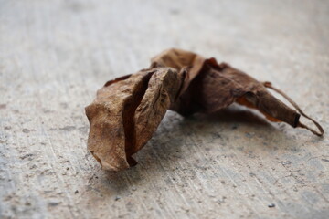 a dry leaf and cigarette trash on the rough floor