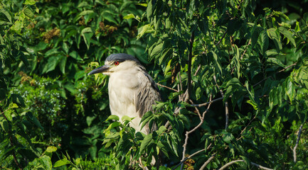 Black Crowned Night Heron