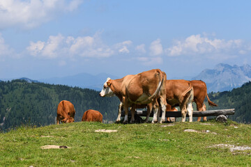 Bischlingshöhe