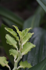 a leaf on a background of other green plants