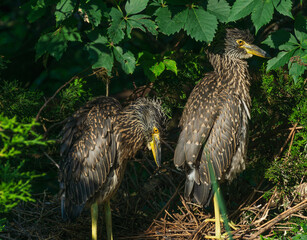 Yellow Crowned Night Heron