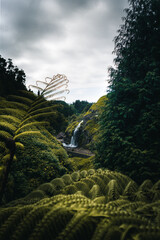 Fototapeta premium Waterfall & trees in the forest, Azores