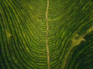 Fototapeta premium Green tea farm field from above