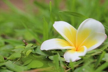 white frangipani flower