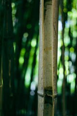 Bamboo trees in a botanical garden. Bamboo old stem trunk close up. Life and death concept 
