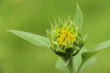 yellow flower with dew drops