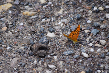 Kleiner Perlmuttfalter