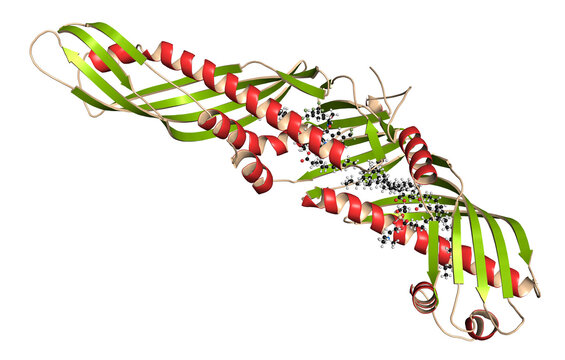 Cholesteryl ester transfer protein (CETP), 3D rendering. Potenti