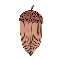 Cartoon long acorn brown isolated on white background. Design oak seedlings in doodle style for any purpose.