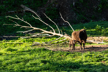 European bison (Bison bonasus) in Reserve at Muczne in Bieszczady Mountains, Poland with Young Calf Offspring