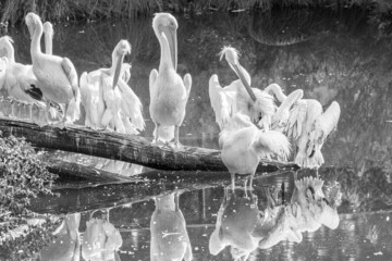 pelikany © Mirosław